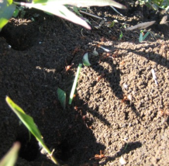 from their harvest to their home, the ants filed out empty handed and returned with a blade of grass