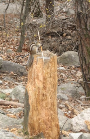We're not the only creatures enjoying the woods
