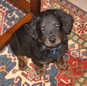 Spook at about 8 weeks